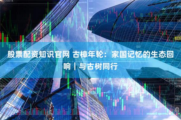 股票配资知识官网 古樟年轮：家国记忆的生态回响｜与古树同行